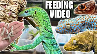 FEEDING MY PET REPTILES 50 SILKWORMS SKINKS GECKOS TURTLES AND MORE SILKWORM FEEDING VIDEO [upl. by Ayikal731]