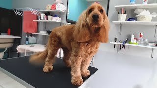 Lovely ❤ COCKER SPANIEL at Grooming Salon with butterfly on the head [upl. by Hpeseoj192]