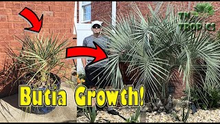 Jelly Palm Growth Video [upl. by Dovev477]