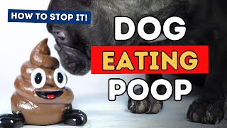 Dogs Who Eat Poop How To Stop It [upl. by Merla]