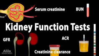 Kidney Function Tests Animation [upl. by Cerveny86]