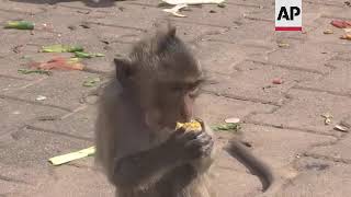 Thai monkey festival in Lopburi draws crowds [upl. by Berkshire]