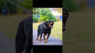 cane corso vs rottweiler [upl. by Jayson]