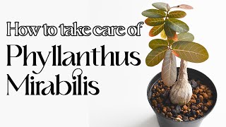 How to care for Phyllanthus Mirabilis [upl. by Enawyd]