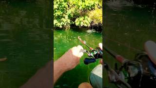 An Explosive catfish attack followed by a big rush 😱😱 fishing catfish fish silure [upl. by Nnaira]