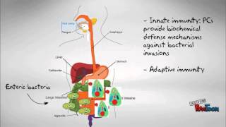 The Paneth Cell [upl. by Vola]