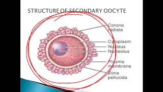 FERTILIZATION FOR NEET BY SRIKANTH SIR [upl. by Arreik]