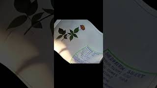 Herbarium sheet rose herbarium Rosa indica  short video [upl. by Htebzile909]