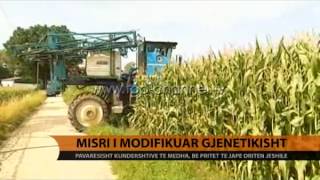 Misri i modifikuar gjenetikisht  Top Channel Albania  News  Lajme [upl. by Brelje512]