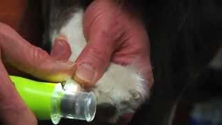 Demonstration Furminator Nail Trimmer and Nail Grinder for Dogs [upl. by Derrej99]