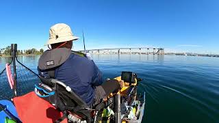 San Diego Bay Spotted Bay Bass [upl. by Barn]