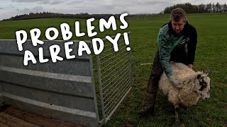 Lambing hasn’t started but the problems have [upl. by Fedora]