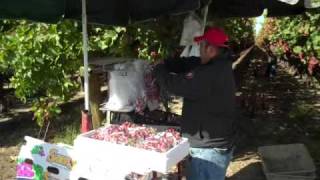 Packing Table Grapes in SAMSONS label at Fowler Packing Fowler CA [upl. by Romo748]