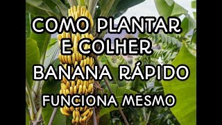 Como Plantar e Colher Banana Rápido Incrivél Técnica [upl. by Blinny327]