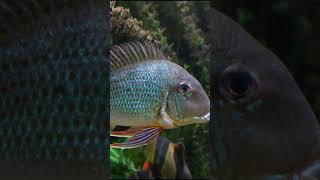 Geophagus Altifrons shorts fishkeeping fishkeeper fish fishtank aquarium cichlid [upl. by Leigh]