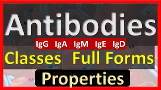 Antibodies  Full Form of IgM IgG IgA IgE IgD  Important Properties [upl. by Santiago]