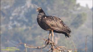 Anhima cornuta Anhuma Horned Screamer São Roque 7 2022 Antonio Silveira [upl. by Zosima]