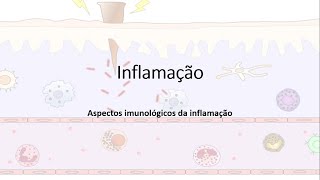 Inflamação Resposta inflamatória Quimiocinas Migração leucocitária Fagocitose [upl. by Lama698]