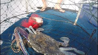 Blue Swimmer Crabbing In NSW Australia  Timing Is Everything [upl. by Ydna528]