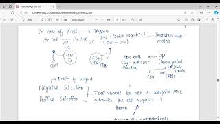 Development of B amp T cells [upl. by Gale379]