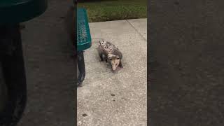 Mother Opossum Carrying 7 Babies Walks up to me [upl. by Aldas]