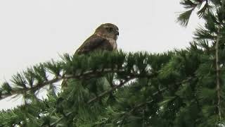 2024 Juv SharpShinned Hawk Kent Wa 1011162 [upl. by Nelak]