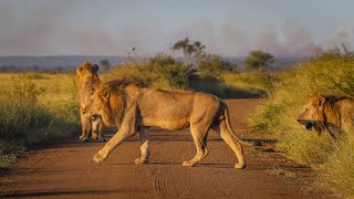 A Lion Coalition of 4 Males and Their Lion Cubs  Kruger National Park [upl. by Amalbergas922]