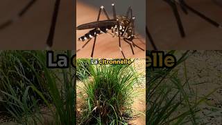 La citronnelle pour se protéger des moustiques NON  insectes animaux nature science [upl. by Omland]