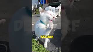 KUCING BERSIN [upl. by Niawtna]