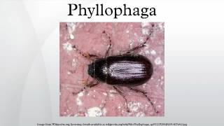 Phyllophaga [upl. by Creath]