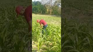 ASI ES COMO REALIZAMOS LA LIMPIEZA MANUAL DEL CULTIVO DE MAÍZ 🌽🌽 [upl. by Ferullo]