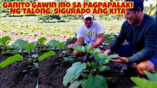 Secreto sa Tamang Pagaalaga ng Talong  Ibinahagi ng Talong farmer [upl. by Gnuhc]