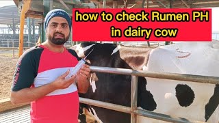 How to check Rumen PH in dairy Cow to determine ruminal acidosis  alkalosis  Rumenocentesis [upl. by Zachar]