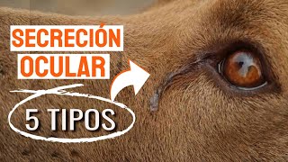 🐶👁5 TIPOS de SECRECIÓN OCULAR en el PERRO Que Significan [upl. by Luisa311]