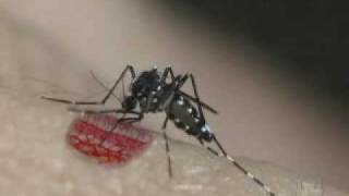 Aedes aegypti and Aedes albopictus  A Threat in the Tropics  PART 1 [upl. by Eirlav662]