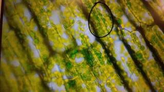 Cytoplasmic Streaming in Elodea Cells [upl. by Elleinnad]