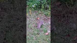 Wild Rabbit Zoomies cuteanimals rabbits animals [upl. by Ihpen856]