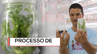 Como funciona o processo de MERISTEMA CLONAGEM  ORQUIDÁRIO TICO E TECO 🌺 [upl. by Kristopher56]