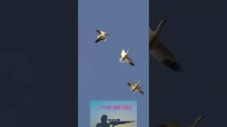 Geese hunt cabelas hevishot content hunting baneli krall review [upl. by Oneladgam7]