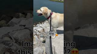 Beautiful Yellow Labrador Retriever 😍 dogshorts [upl. by Enymsaj163]