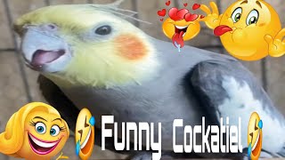 🤣 Funny Cockatiel Funny Dance viralvideo 🤣 Funny Cockatiel 🤣 try not to laugh 🤣🤣 [upl. by Neall220]