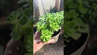 Crassula نبات عصاري كراسولا [upl. by Chessy]