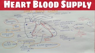 Heart Blood Supply 1  Right Coronary Artery  TCML  Dr Pawan nagar [upl. by Akitahs]