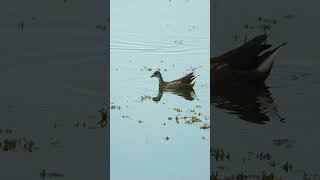 Common moorhen Gallinula chloropus [upl. by Haiacim]