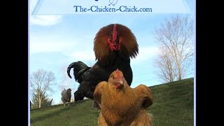 Chickens Mating [upl. by Anier]