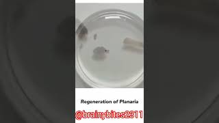 Regeneration of Planaria biodiversity education bio biology biohazard [upl. by Connell653]