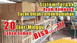 TERNAK AYAM KAMPUNG DI LAHAN SEMPIT [upl. by Menedez736]