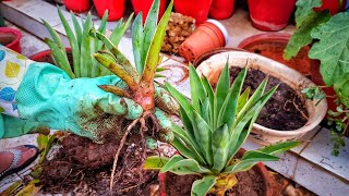 Propagation of Agave Plant  Fun Gardening [upl. by Annailuj]