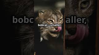 Mountain Lion Cougar vs Bobcat Who Would Win in a Fight bobcat mountainlion cougars [upl. by Cavuoto]