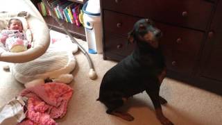 Doberman protecting newborn baby [upl. by Suzie582]